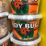 Utah Garden Lady Bugs